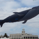 Illustration for article titled Beware the real-life, 98-foot Fail Whale who terrorizes the skies